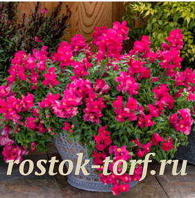 Львиный зев ампельный (Antirhinum majus F1) Candy Showers Rose, 5 семян