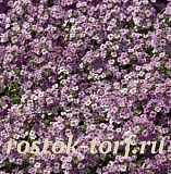 Алиссум морской/Лобулярия (Lobularia maritima) Wonderland® Blue, 5 мультигранул