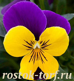 Big pack Виола виттрока (Viola wittrockiana F1) Freefall Purple Wing, 30 семян