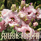 SALE Эустома(Лизиантус) махровая (Eustoma grandiflorum) Corelli Light Pink, 4 драже