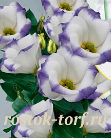 Эустома(Лизиантус) (Eustoma grandiflorum) Sapphire Blue Chip, 5 драже