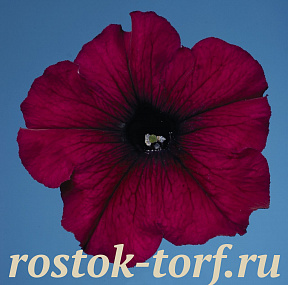 Big pack Петуния многоцветковая (Petunia hybrida F1 multiflora) Celebrity Burgundy, 30 драже