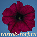 Big pack Петуния многоцветковая (Petunia hybrida F1 multiflora) Celebrity Burgundy, 30 драже