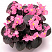 Бегония вечноцветущая (Begonia semperflorens) Senator iQ Rose, 10 драже