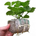 Советуем! КОКОСОВЫЕ БРИКЕТЫ JIFFY GROWBLOCK Это просто находка для выращивания рассады бахчевых культур! 