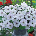 Петуния каскадная (Petunia trayling F1) Trilogy Silver blotch, 5 драже