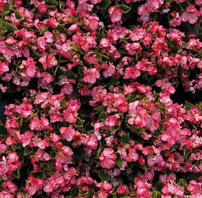 Бегония вечноцветущая Begonia semperflorens Super Cool Blush, 10 драже