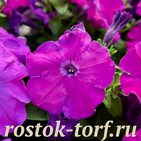 Петуния многоцветковая (Petunia multiflora F1) Mambo GP purple, 10 драже