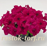 Петуния крупноцветковая (Petunia grandiflora F1) Success! 360° Deep Rose, 5 драже