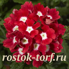 Вербена гибридная (Verbena hybrida) Tuscany Scarlet With Eye, 5 шт семян