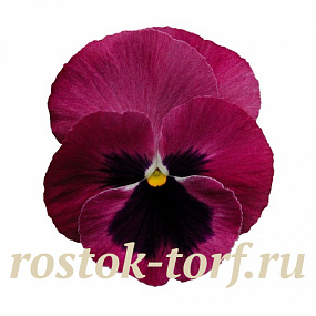 Big pack Виола виттрока (Viola wittrockiana) Inspire® DeluXXe Light Rose Blotch, 30 шт