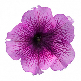 Петуния крупноцветковая (Petunia grandiflora F1) Success! 360° Purple Vein, 5 драже