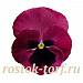 Big pack Виола виттрока (Viola wittrockiana) Inspire® DeluXXe Light Rose Blotch, 30 шт