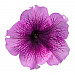 Петуния крупноцветковая (Petunia grandiflora F1) Success! 360° Purple Vein, 5 драже