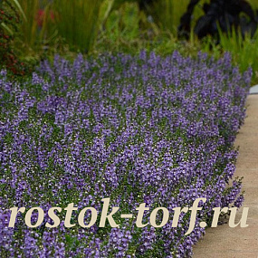 Ангелония (Angelonia angustifolia) Serenita® Sky Blue, 3 драже