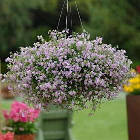 Бакопа сердцелистная (Bacopa cordata) Blutopia®, 3 мультидраже