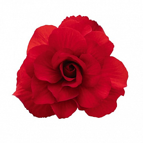 Бегония клубневая (Begonia tuberhybrida) Nonstop Mocca Deep Red, 5 драже
