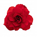 Бегония клубневая (Begonia tuberhybrida) Nonstop Mocca Deep Red, 5 драже