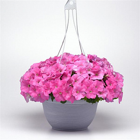 Петуния ампельная (Petunia trayling F1) E3 Easy Wave™ Pink, 5 драже