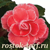 Бегония клубневая (Begonia tuberosa) On Top Melon Lace, 3 драже