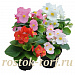 Бегония вечноцветущая Begonia semperflorens Super Cool MIX, 10 драже
