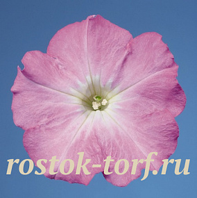 Петуния многоцветковая (Petunia hybrida F1 multiflora) Celebrity Lilac Morn, 10 драже