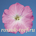 Петуния многоцветковая (Petunia hybrida F1 multiflora) Celebrity Lilac Morn, 10 драже