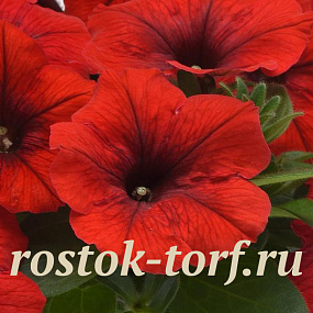 Петуния ампельная (Petunia trayling F1) E3 Easy Wave™ Red, 5 драже