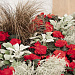 Бегония клубневая (Begonia tuberhybrida) Nonstop Mocca Red, 5 драже