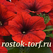 Петуния ампельная (Petunia trayling F1) E3 Easy Wave™ Red, 5 драже