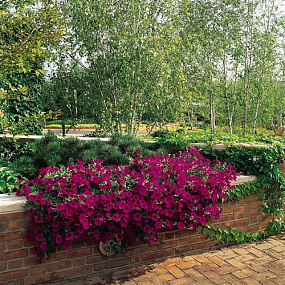 Петуния ампельная многоцветковая (Petunia trayling F1) Wave Purple Classic, 5 драже
