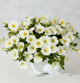 Петуния многоцветковая Petunia x hybrida My Love (Amore Mio) F1 White, 5 драже