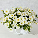 Петуния многоцветковая Petunia x hybrida My Love (Amore Mio) F1 White, 5 драже