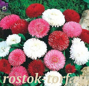 Маргаритка многолетняя (Bellis perennis) Roggli Mix, 5 драже