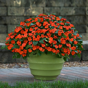 Бальзамин Уоллера (Impatiens walleriana F1) Beacon® Orange, 5 шт.