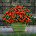 Бальзамин Уоллера (Impatiens walleriana F1) Beacon® Orange, 5 шт.