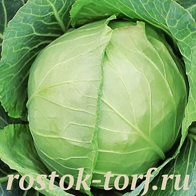 Капуста белокочанная Слава 1305, 10 шт семян