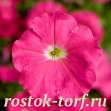 Петуния многоцветковая (Petunia multiflora) Damask F1 Rose, 10 драже