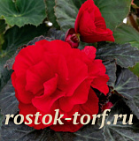 Бегония клубневая (Begonia tuberhybrida) Nonstop Mocca Deep Red, 5 драже
