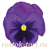 Виола виттрока (Viola wittrockiana) Inspire® DeluXXe Blue Surprise, 5 шт