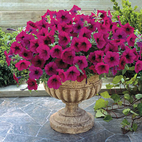 Петуния каскадная (Petunia trayling F1) Trilogy Purple, 5 драже