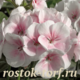 Пеларгония зональная (Pelargonium hortorum F1) Maverick Appleblossom, 3 шт 